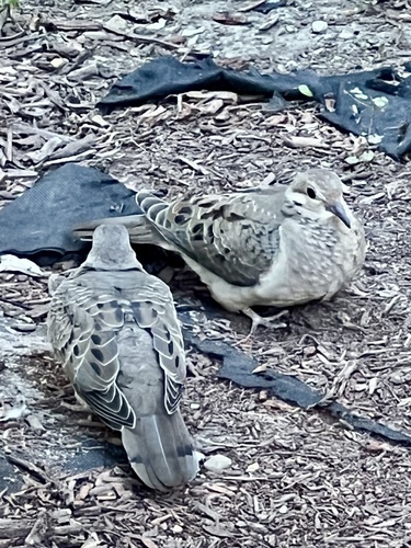 Mourning Dove