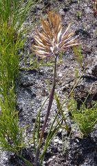 Geochloa rufa