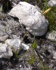 Geochloa rufa