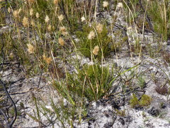 Geochloa rufa