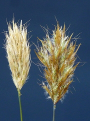 Geochloa rufa