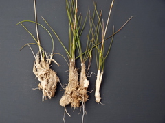 Geochloa rufa