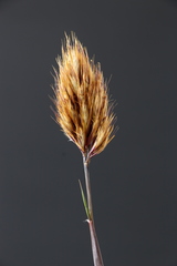 Geochloa rufa