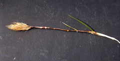 Geochloa rufa