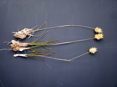Geochloa rufa