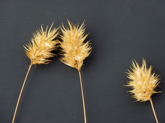 Geochloa rufa