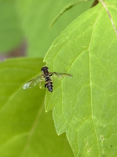 Unknown species found near Woodway Rd, Stamford, CT, US