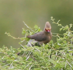 Urocolius indicus transvaalensis