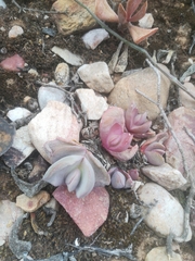 Glottiphyllum carnosum