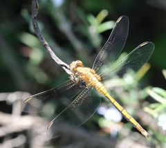 Orthetrum machadoi