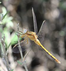 Orthetrum machadoi