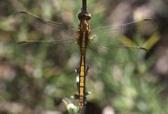 Orthetrum machadoi
