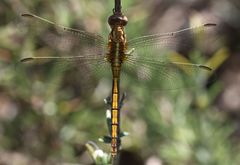 Orthetrum machadoi