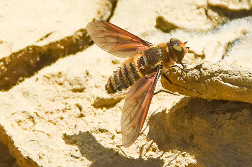 Unknown species found near Turkey Mtn. Wilderness Area, Tulsa, OK, USA