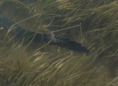 Conger wilsoni