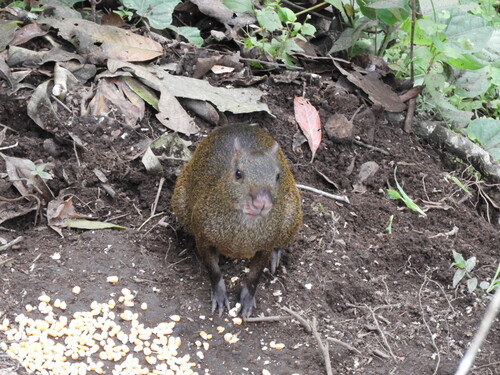 Central American Agouti