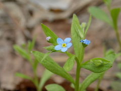 Memoremea scorpioides