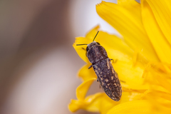 Acmaeoderella adspersula
