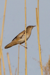 Locustella luscinioides