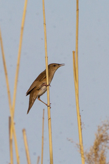 Locustella luscinioides
