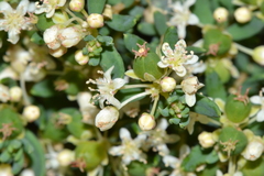 Monotaxis grandiflora