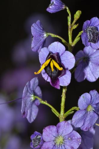 Cyanostegia microphylla