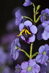 Cyanostegia microphylla