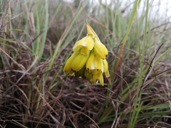 Eulophia leontoglossa