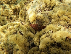 Alpheus novaezealandiae