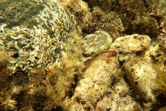 Alpheus novaezealandiae