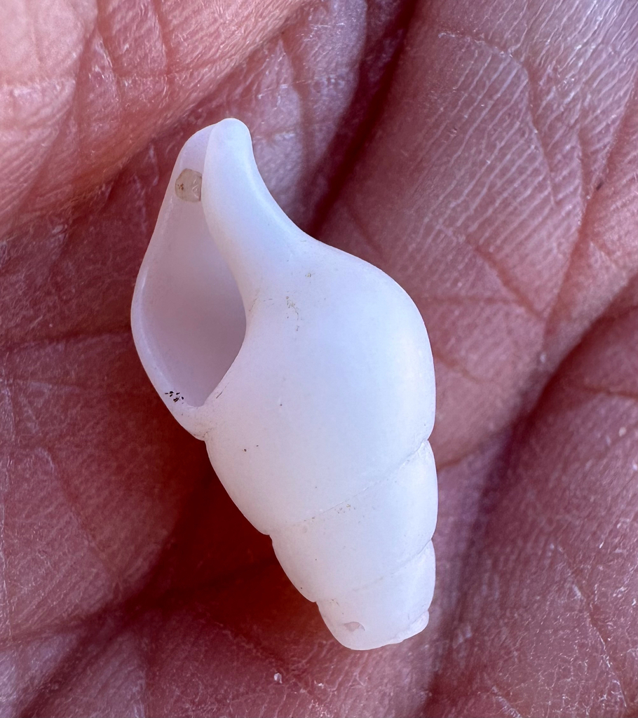 pygmy whelk