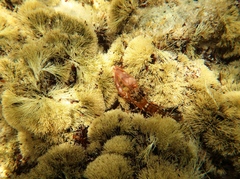 Alpheus novaezealandiae