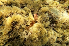 Alpheus novaezealandiae