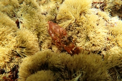 Alpheus novaezealandiae