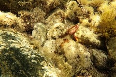 Alpheus novaezealandiae