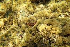 Alpheus novaezealandiae