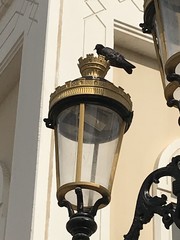 Columba livia domestica