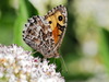 Grayling - Photo (c) Riccardo Molajoli, some rights reserved (CC BY-NC), uploaded by Riccardo Molajoli