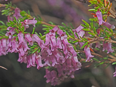 Erica intervallaris