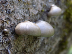 Pleurotus calyptratus