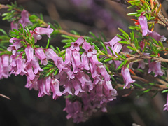 Erica intervallaris