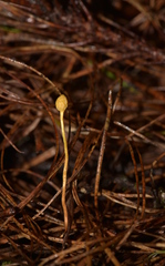 Ophiocordyceps sphecocephala