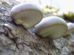 Pleurotus calyptratus