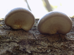 Pleurotus calyptratus