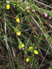 Erica campanularis