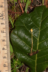 Ophiocordyceps sphecocephala