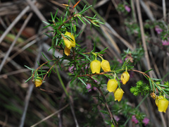 Erica campanularis