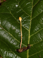 Ophiocordyceps sphecocephala