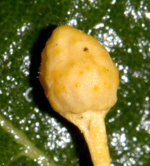 Ophiocordyceps sphecocephala