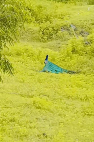 Indian Peafowl